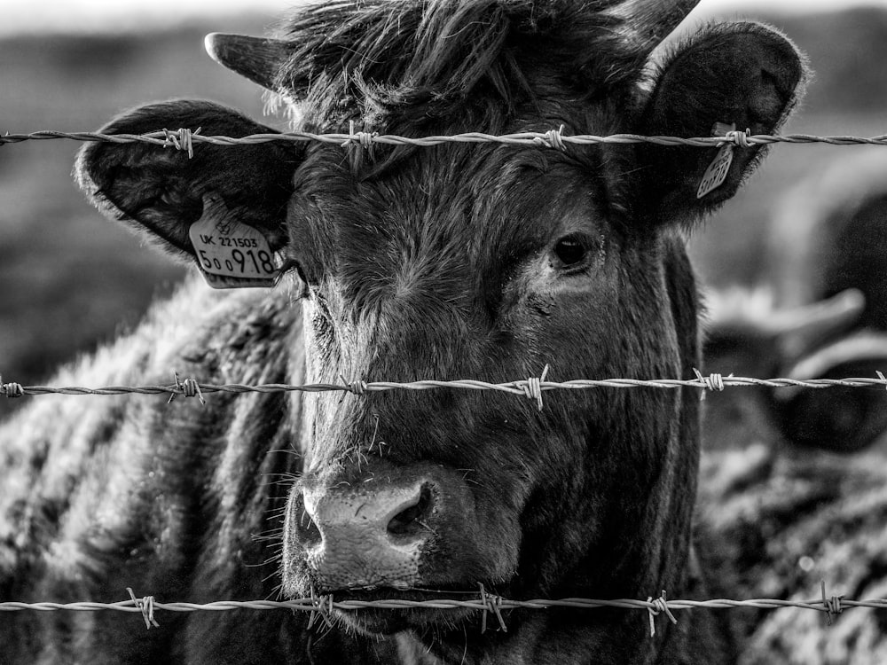 grayscale photo of cow with long horn
