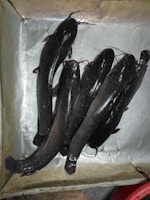 A group of five catfish with dark, glossy skin lying on a metallic surface. The fish are neatly arranged and the environment suggests they are ready for display or sale.