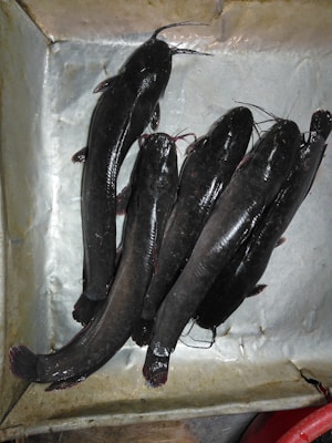 A group of five catfish with dark, glossy skin lying on a metallic surface. The fish are neatly arranged and the environment suggests they are ready for display or sale.