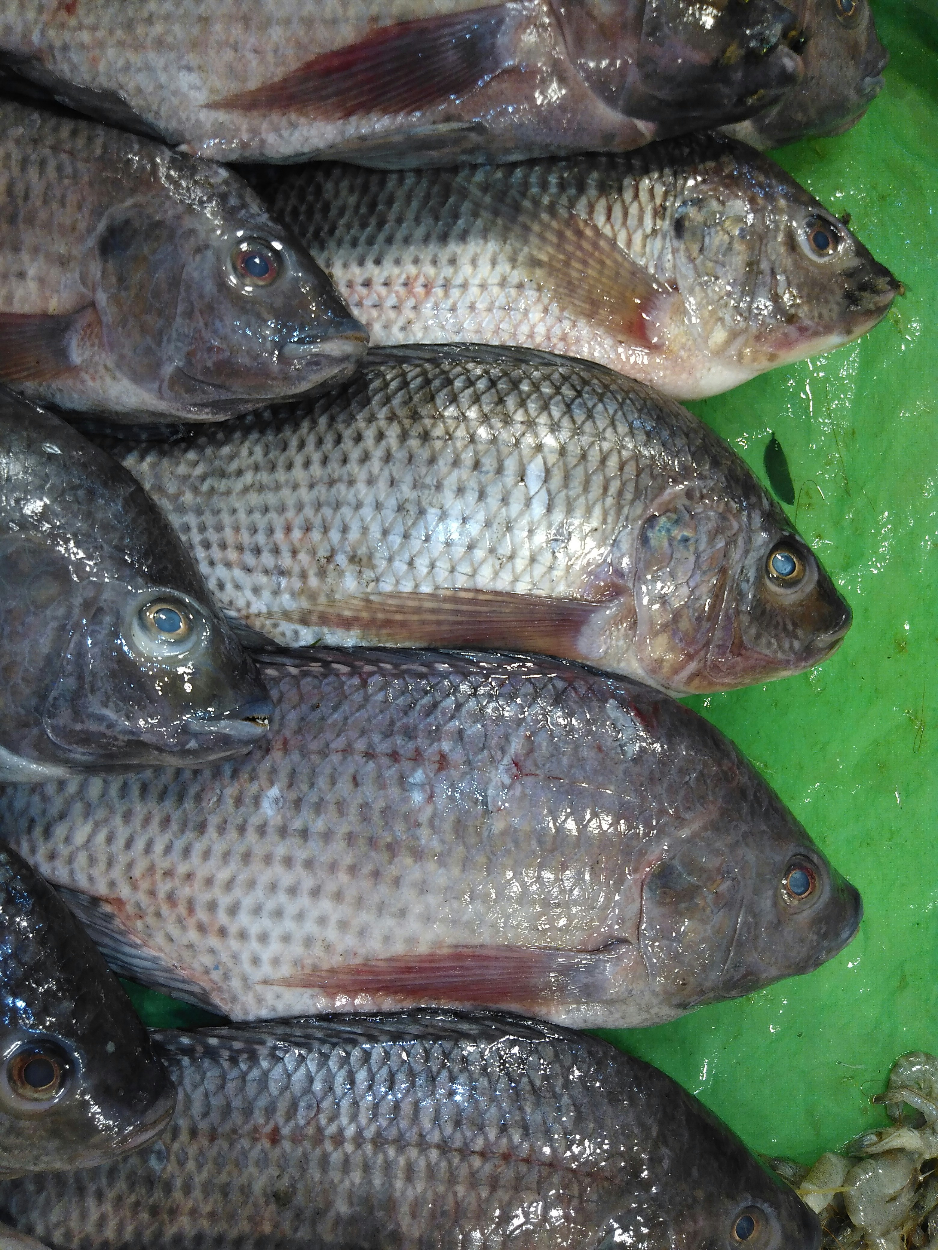 Daily Fresh Fish Catch