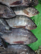 Several freshly caught fish are laid out in a row on a green surface. The fish have shiny, silvery scales with dark spots and distinctive fins. Their eyes are open, and they appear to be organized closely together.