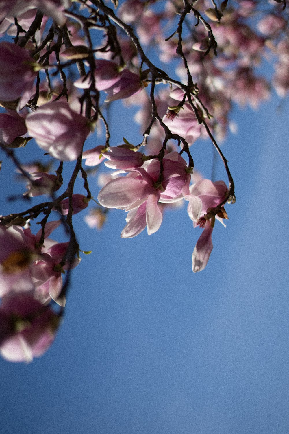 lila Blume auf braunem Ast