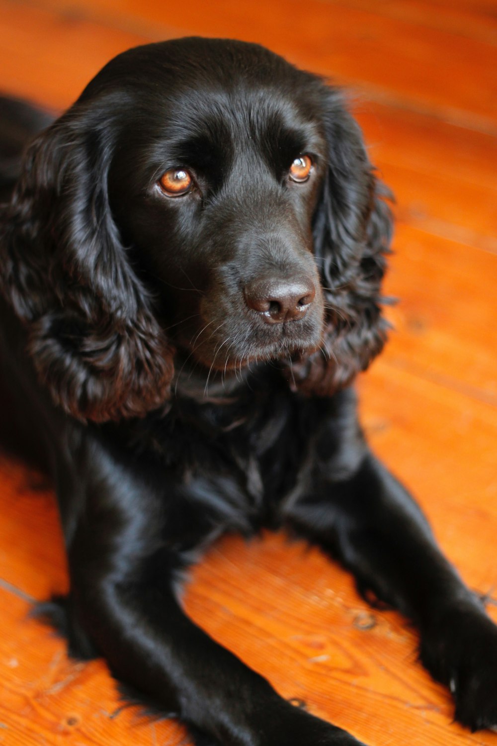 Cucciolo di labrador retriever nero sdraiato sul pavimento