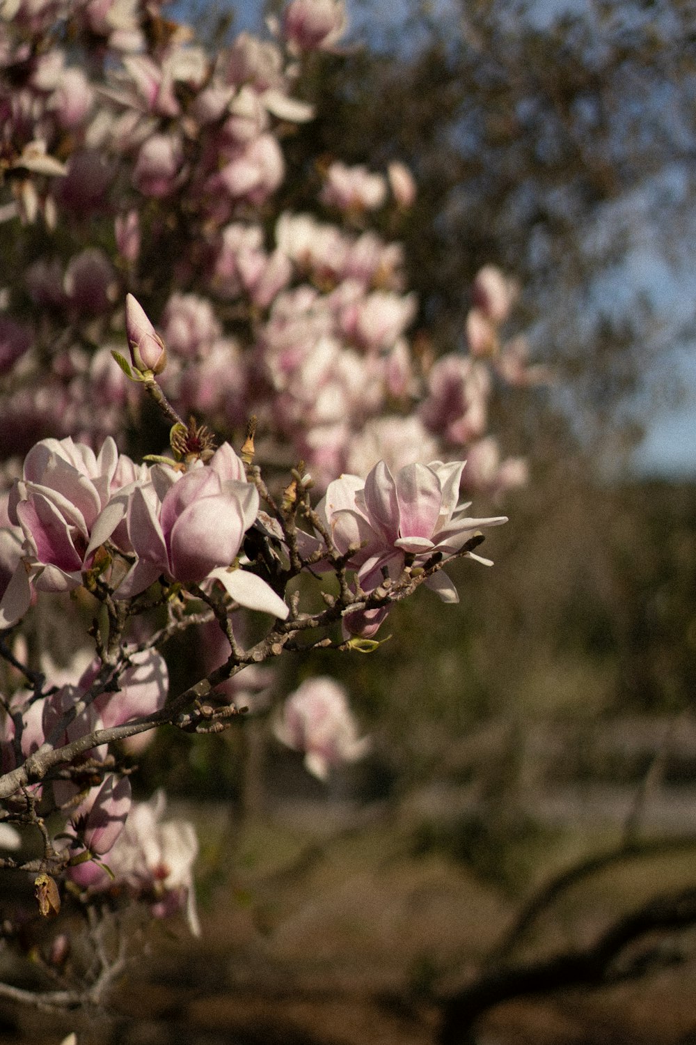 white and pink flower in tilt shift lens