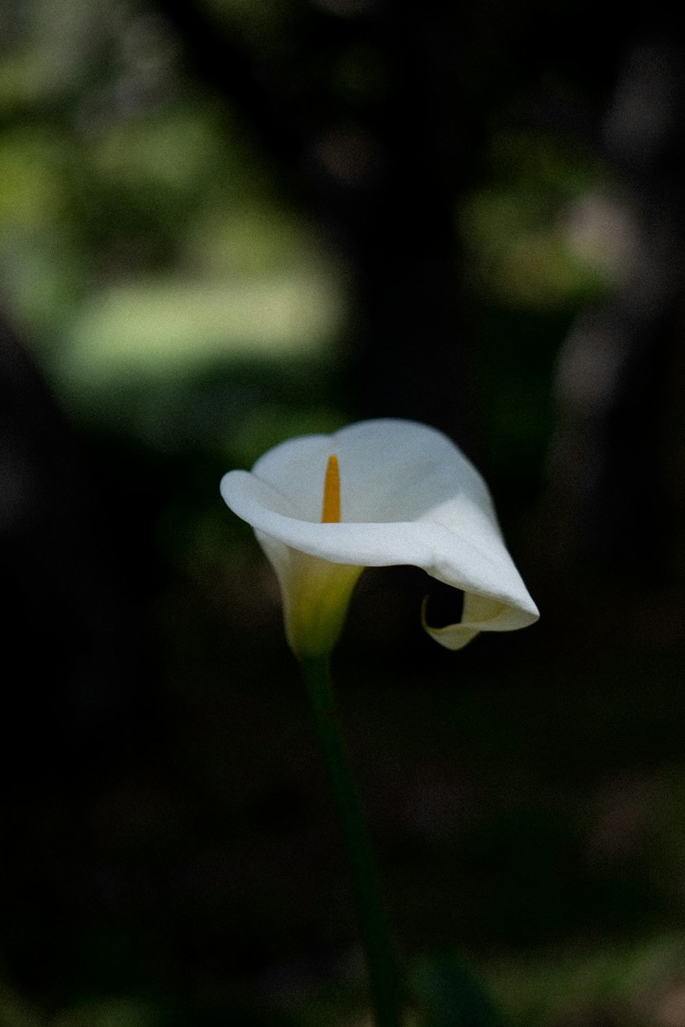 white flower in tilt shift lens