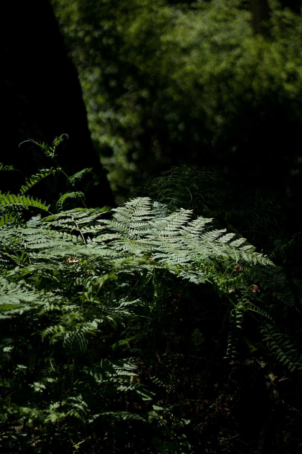 green moss on tree trunk