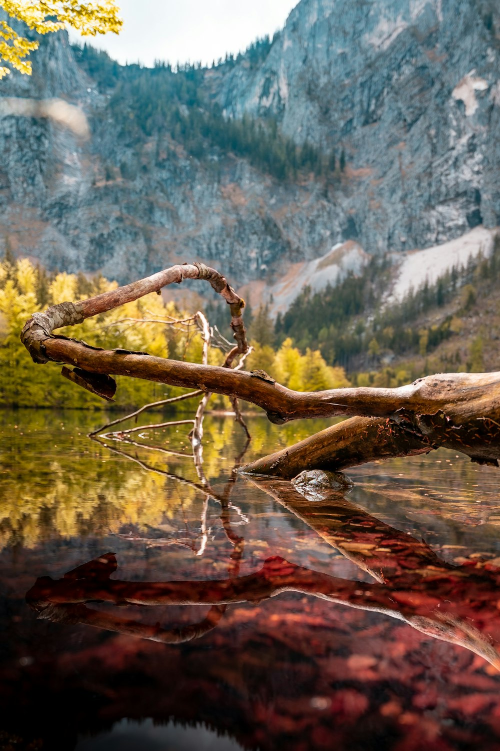 ramo di legno marrone sullo specchio d'acqua