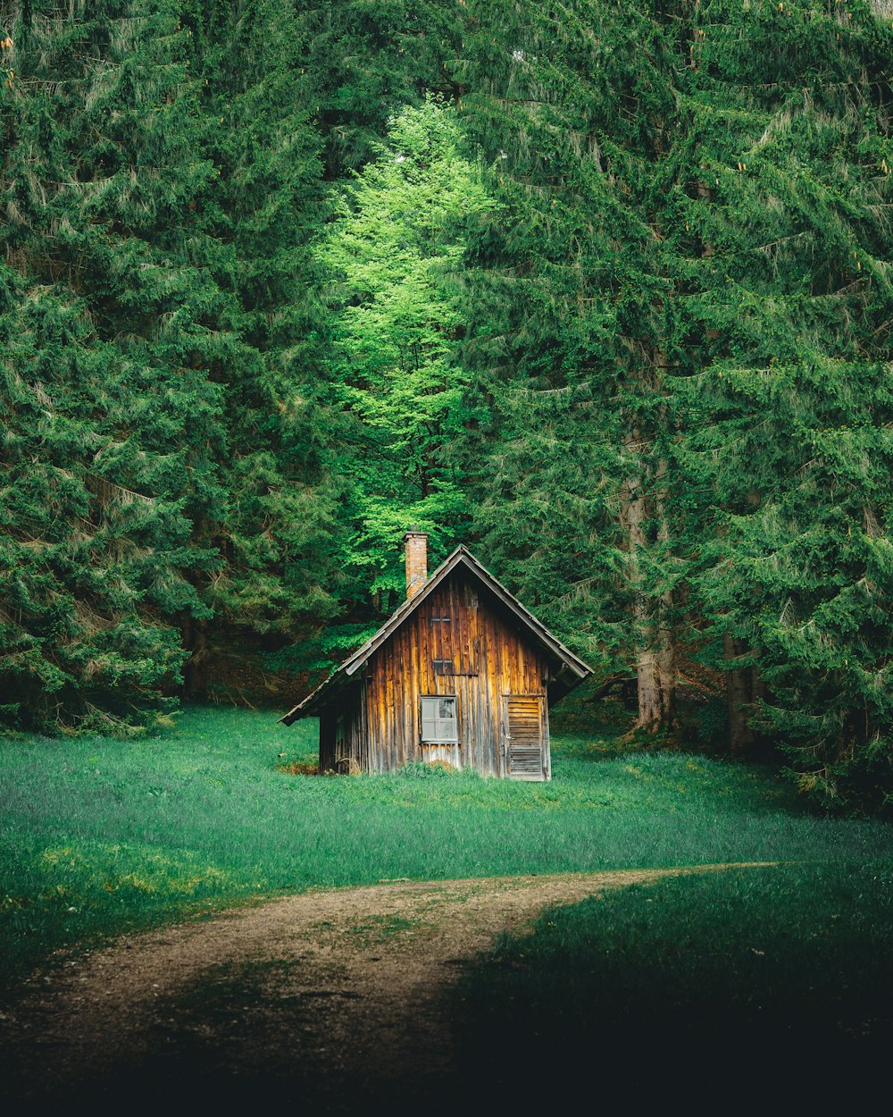casa de madeira marrom no meio da floresta