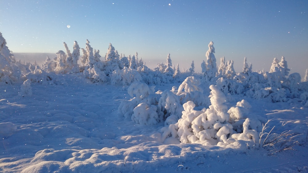 snow covered trees during daytime