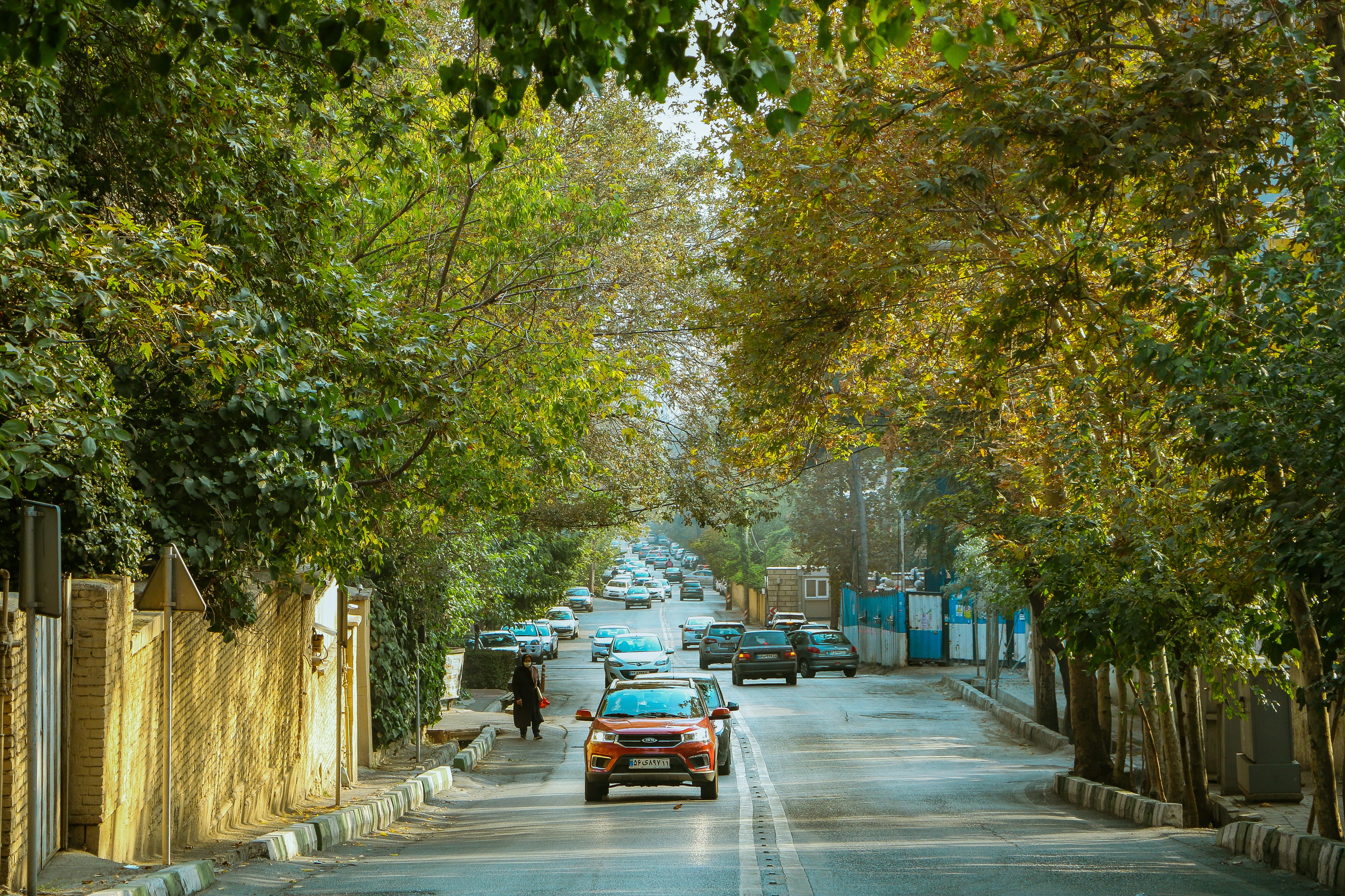cars on road between trees during daytime