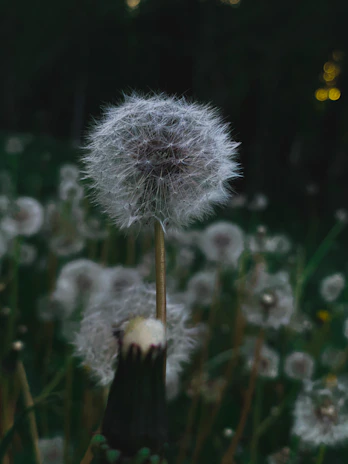 Close-up of a dandelion puff with seeds ready to fly, symbolizing growth and new ideas.
