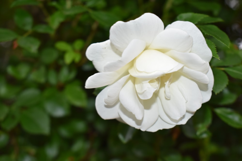 white flower in tilt shift lens