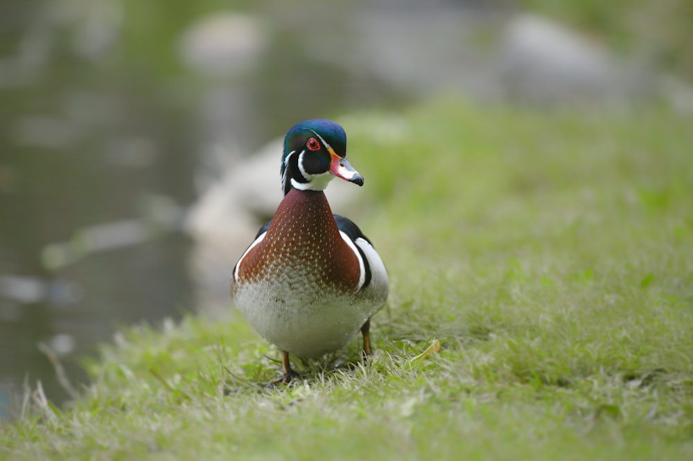 white and brown duck on green grass during daytime