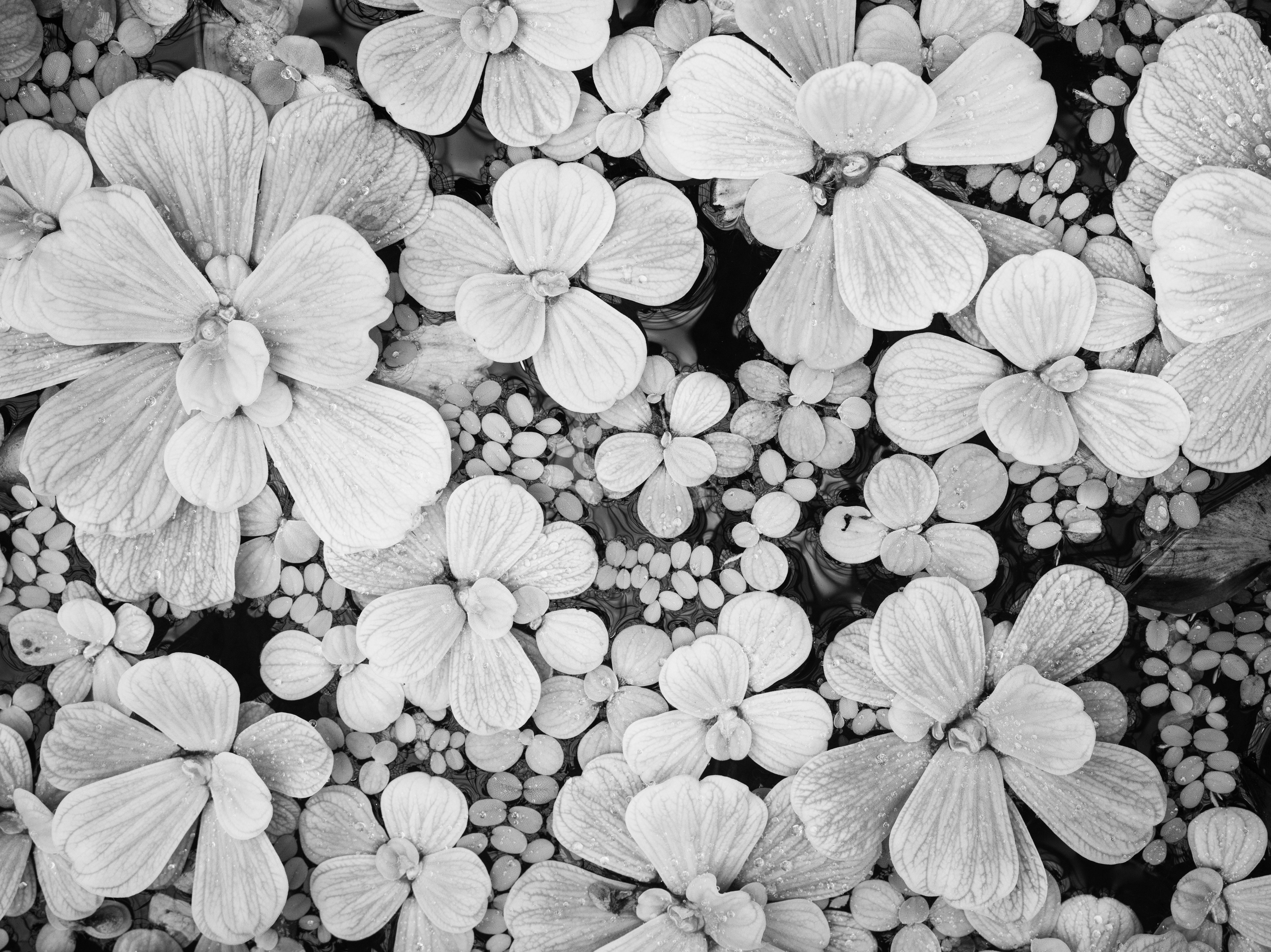 25+ Black And White Flower Background