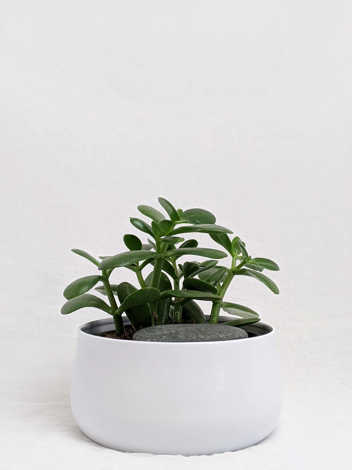 A jade plant in a pot, the succulent species where mealybugs cluster most stubbornly in leaf-axil junctions