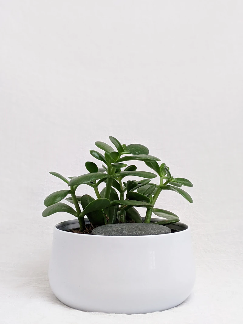 Jade Plant Care UK: The Complete Indoor Guide