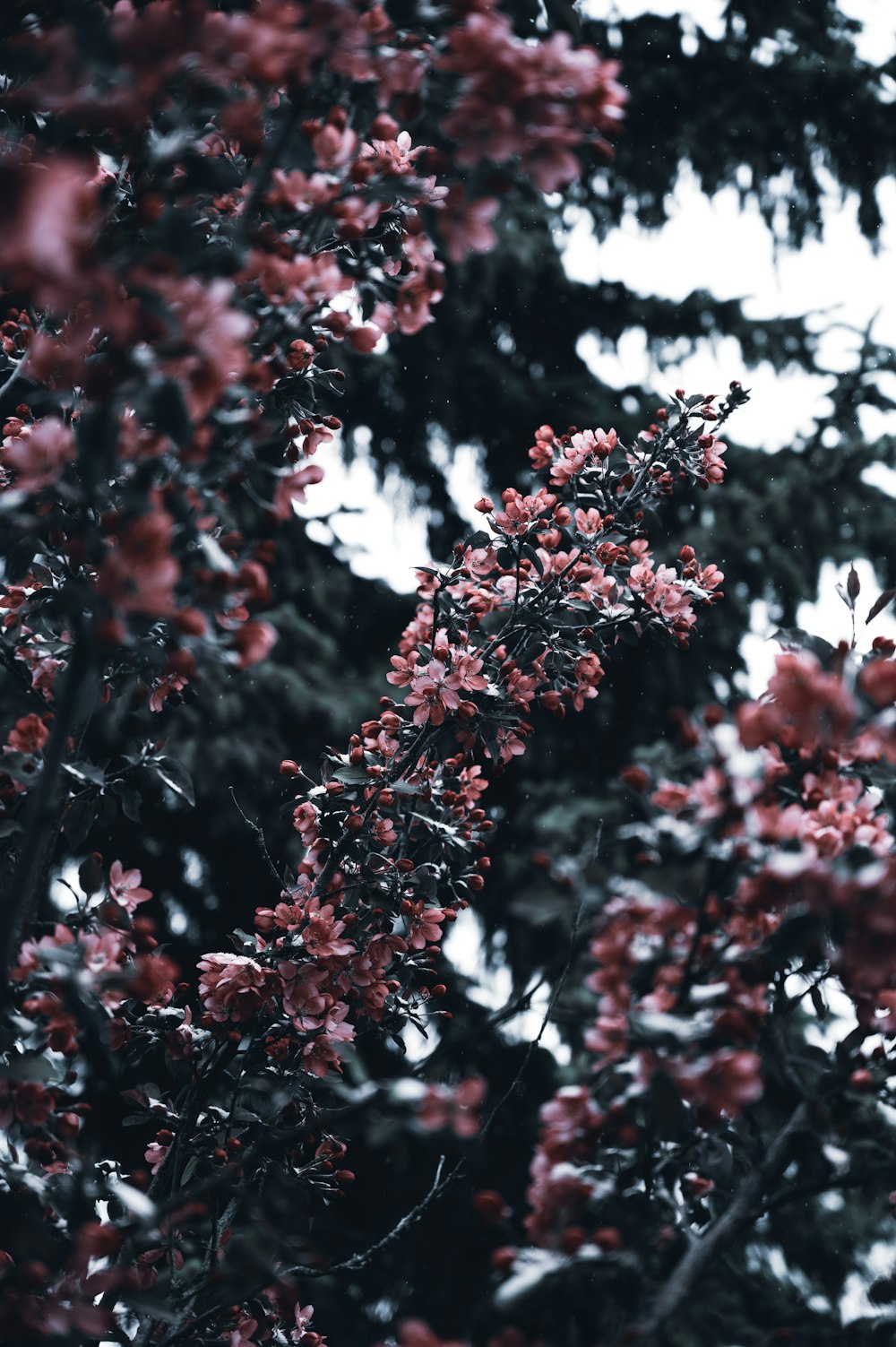 red and white flowers during daytime