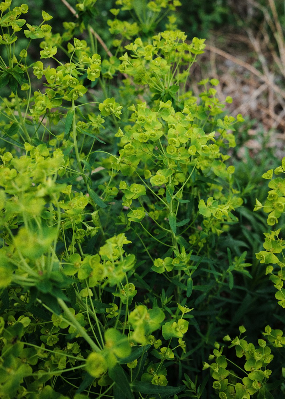 green plant with yellow flowers