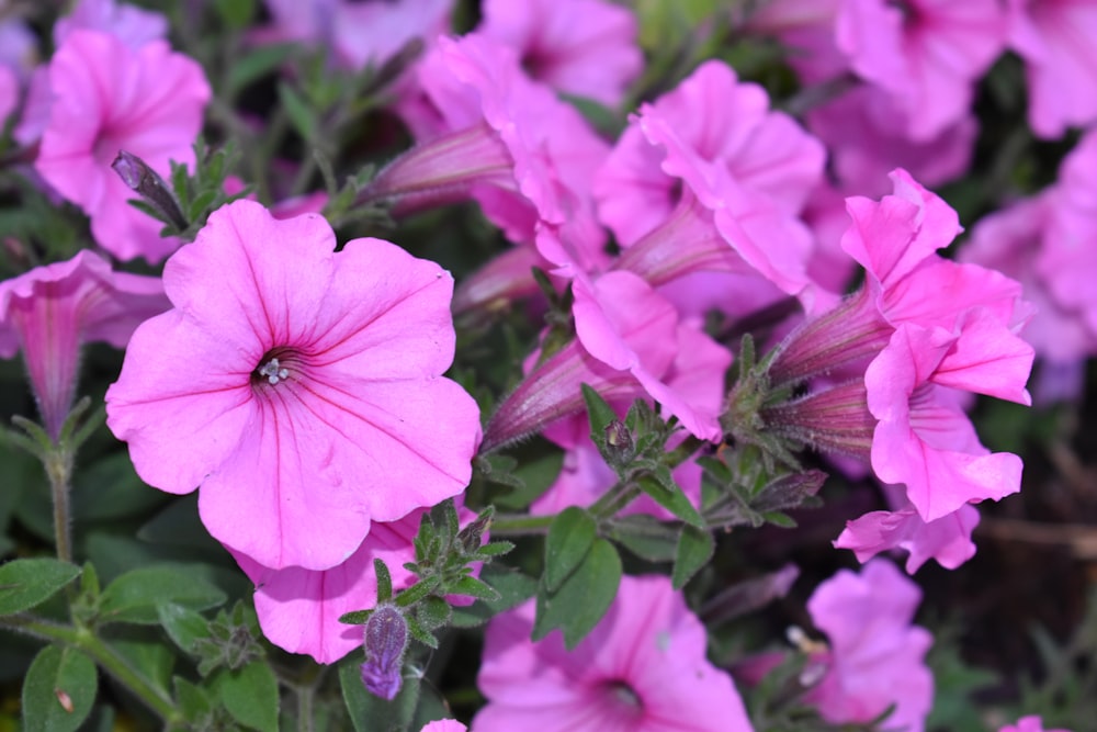 a close up of a bunch of pink flowers