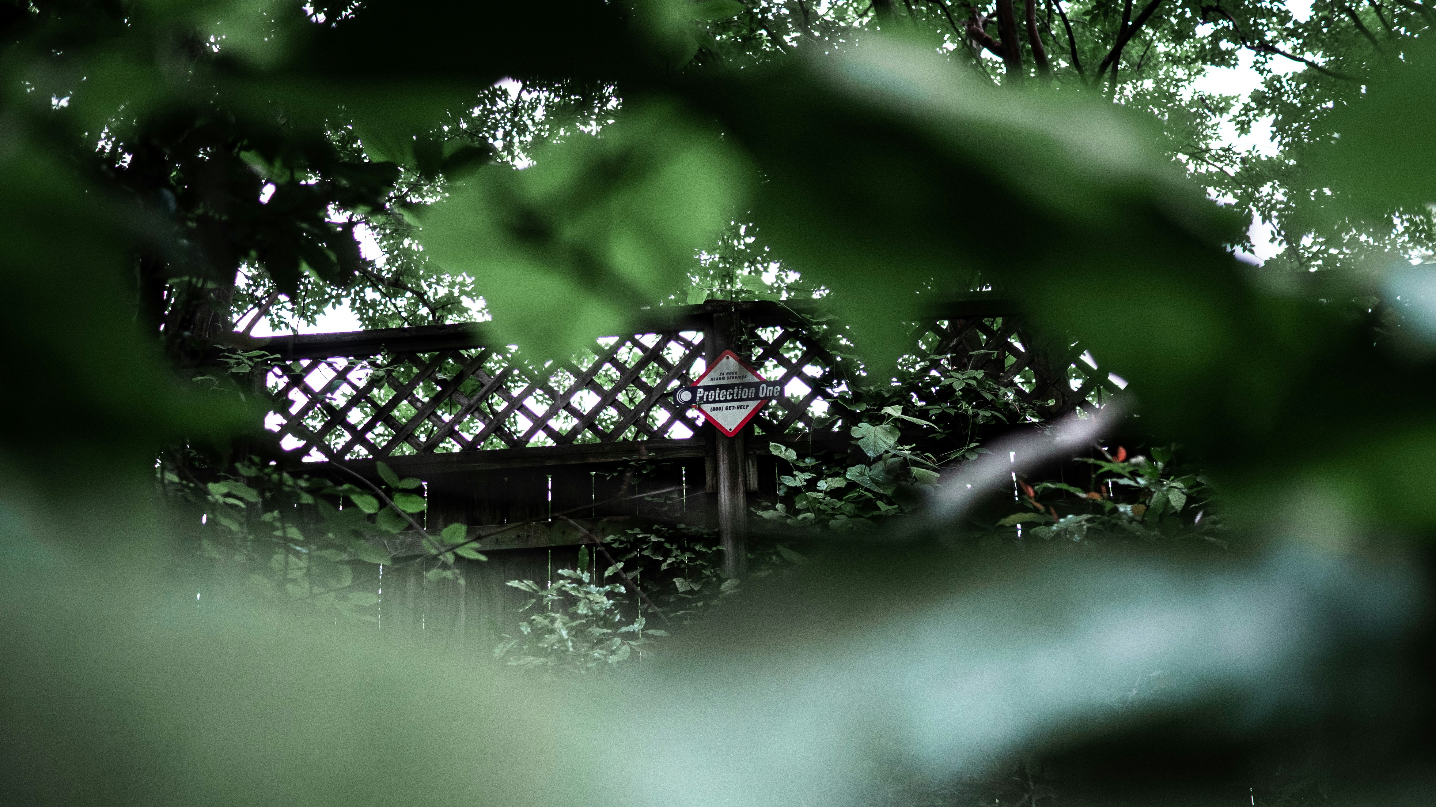 Photo by pedrotheartist