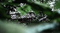 A wooden lattice fence partially obscured by dense green foliage with a security sign affixed to the fence. The image has a lush, natural setting indicating a quiet, secluded area.