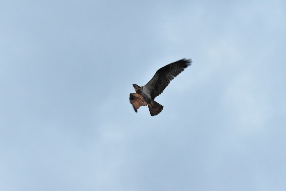 brown and black bird flying under white clouds during daytime