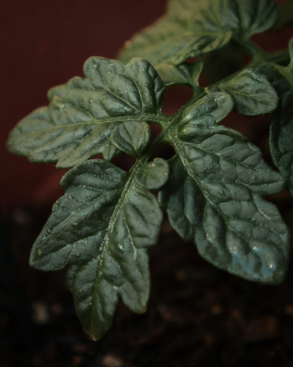 green leaf plant in close up photography