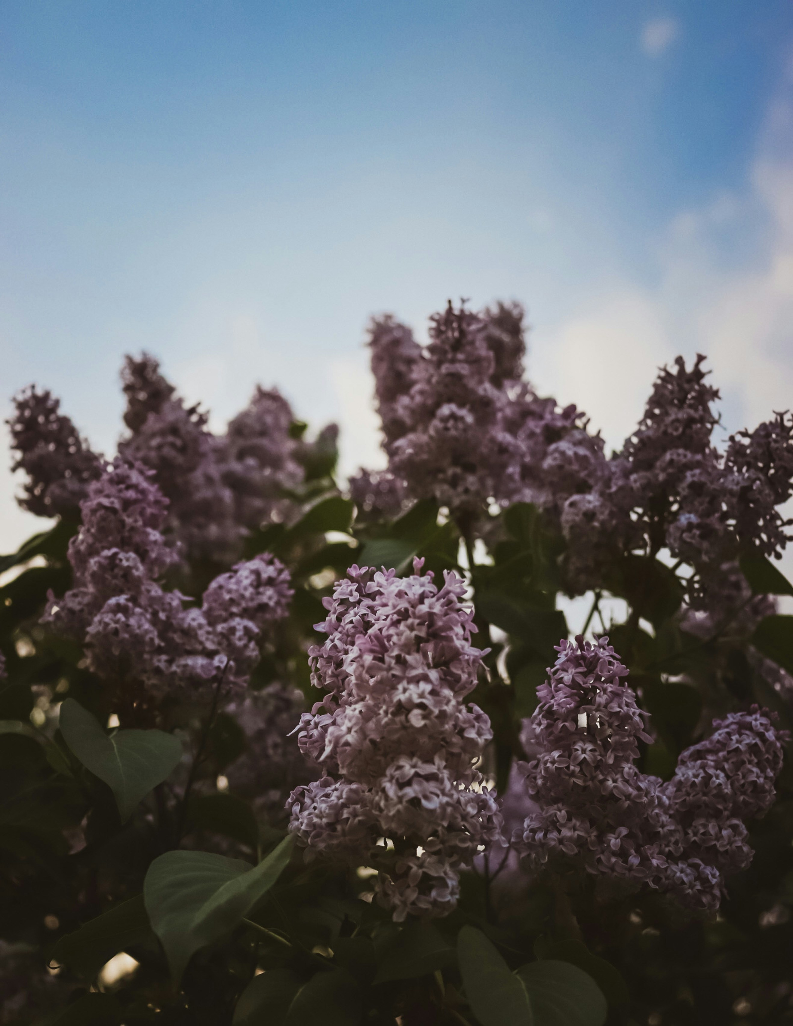 Photo by hlaurphotography