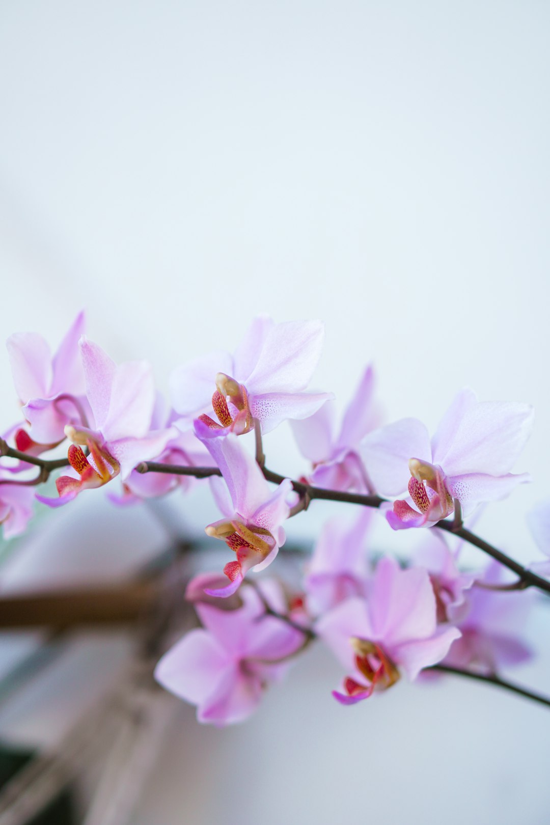 pink and white flowers on brown wooden fence