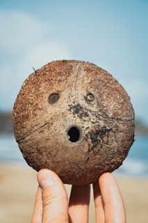 person holding brown round stone