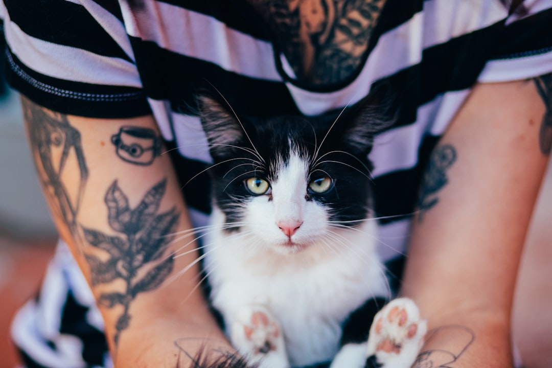 black and white cat on persons lap