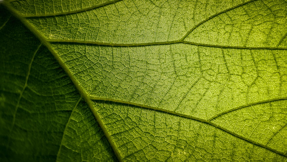 feuille verte en gros plan