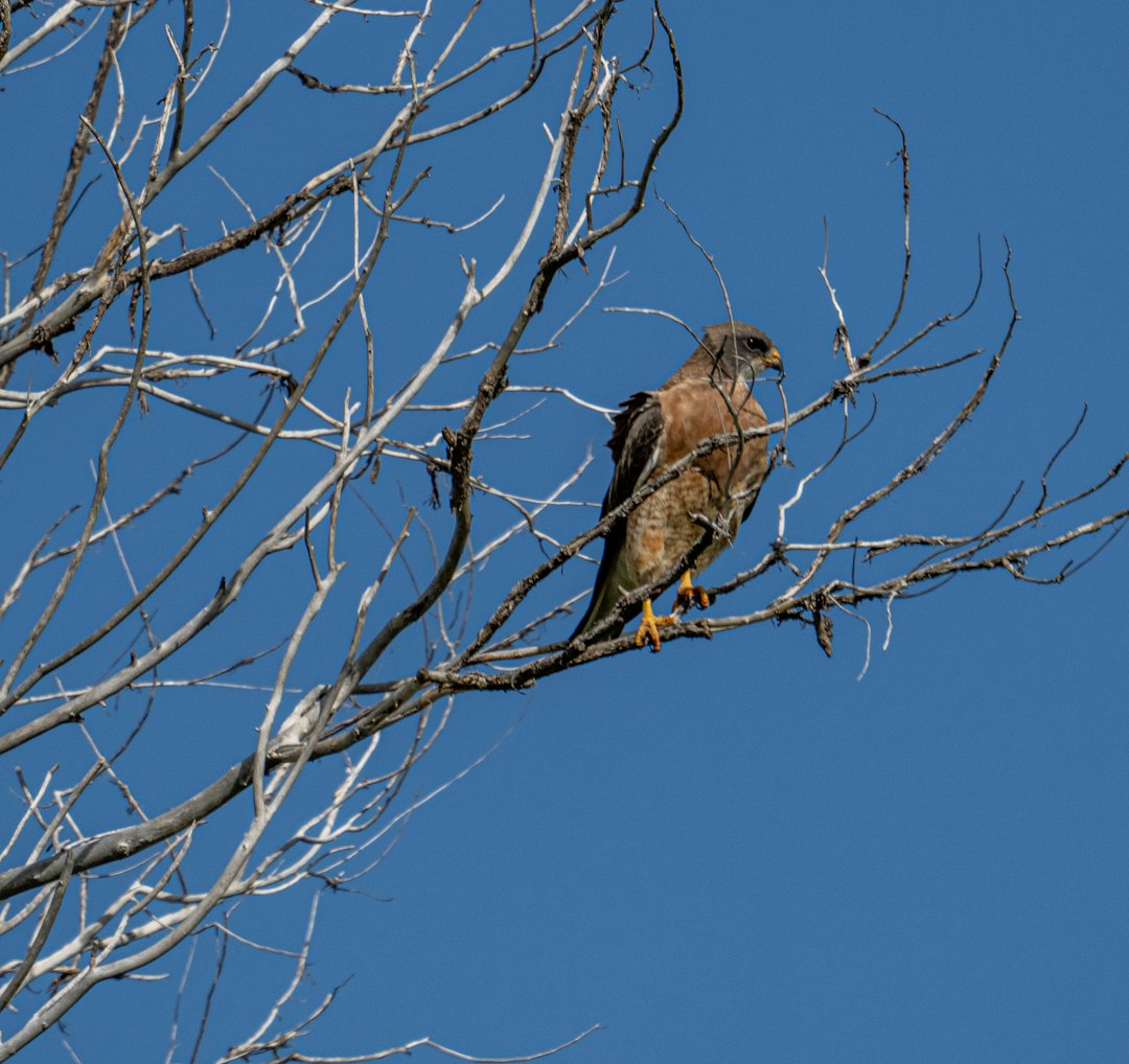brown bird on bare tree during daytime