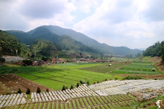 A scenic view of Guma Gram Panchayat, showing lush green fields and farmers tending to lac and tamarind trees.