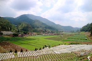 A scenic view of the lush agricultural landscape in Tamil Nadu.
