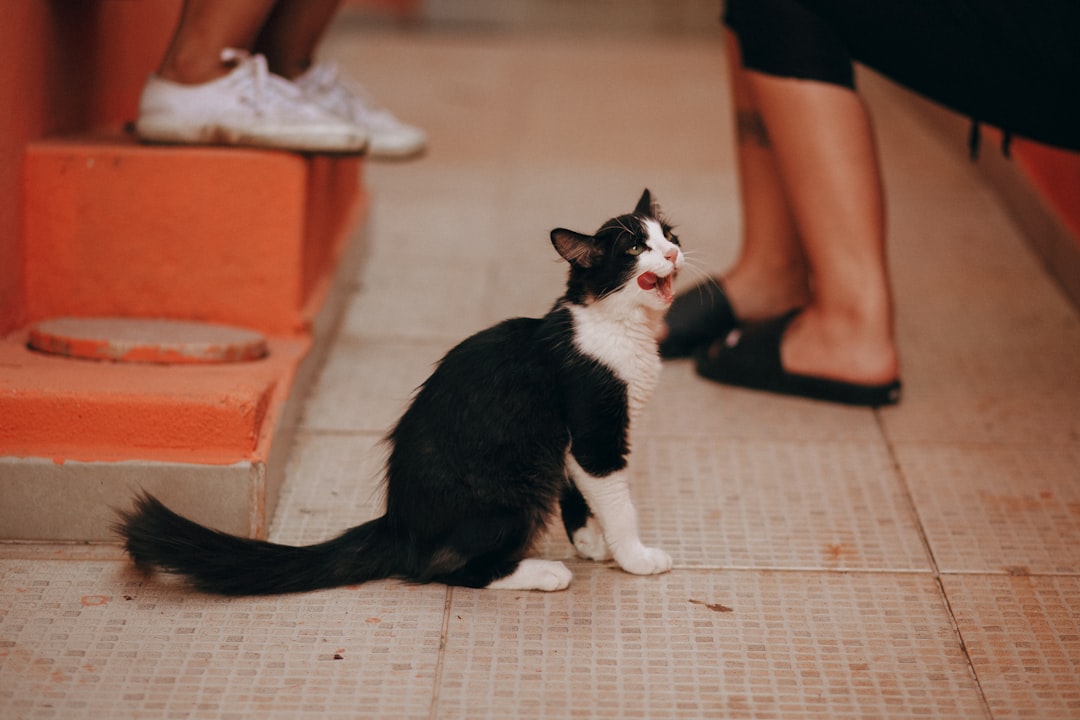 tuxedo cat on brown wooden floor