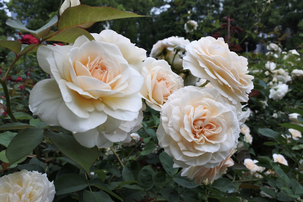 Weiße Rosen blühen tagsüber