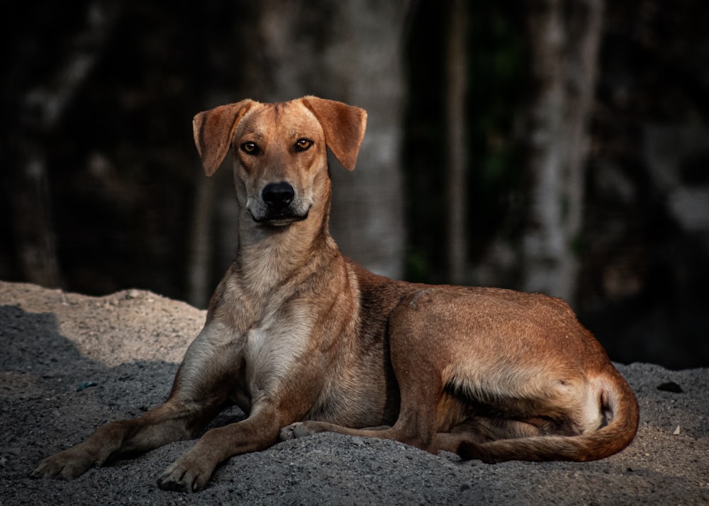 brown short coated dog sitting on gray rock during daytime