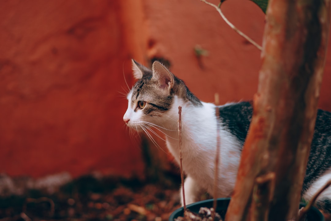 white and black cat on brown soil