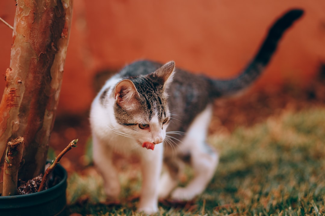 white and black cat on green grass during daytime