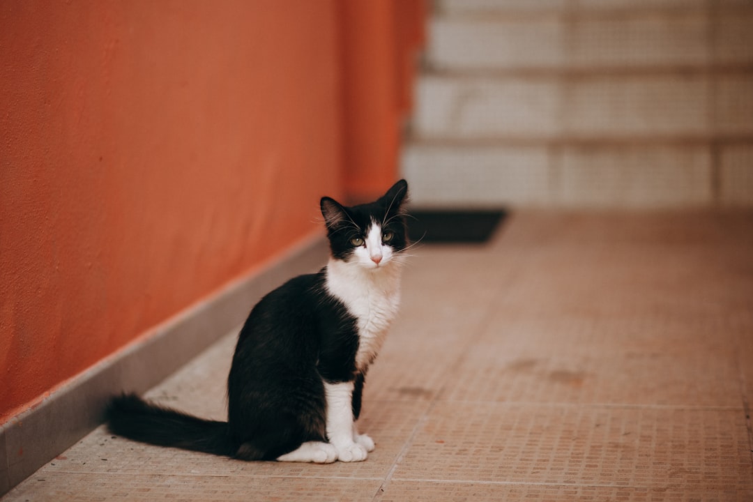 tuxedo cat sitting on floor