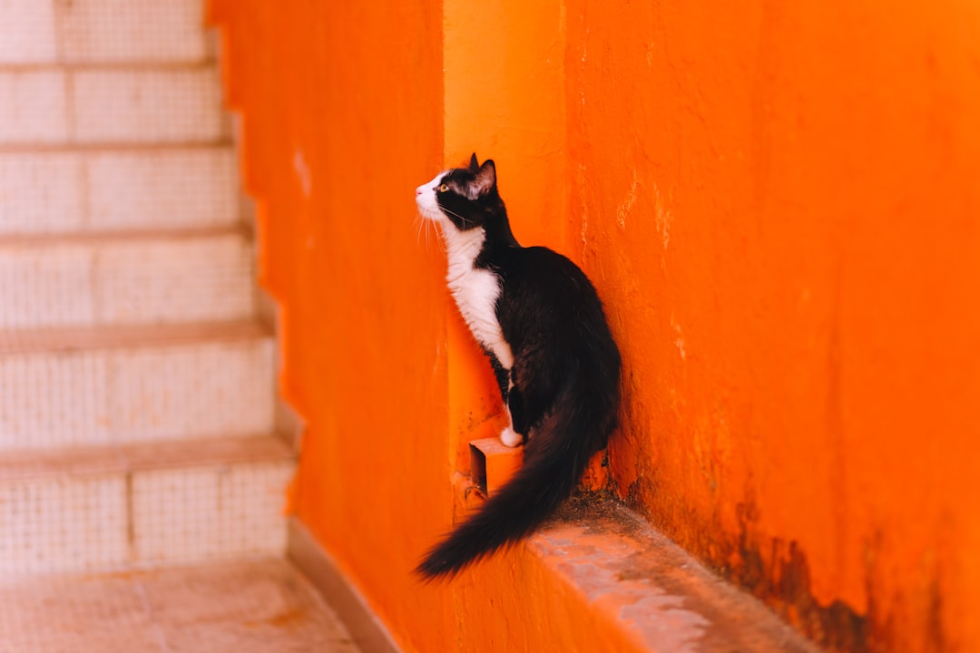 tuxedo cat on brown concrete wall