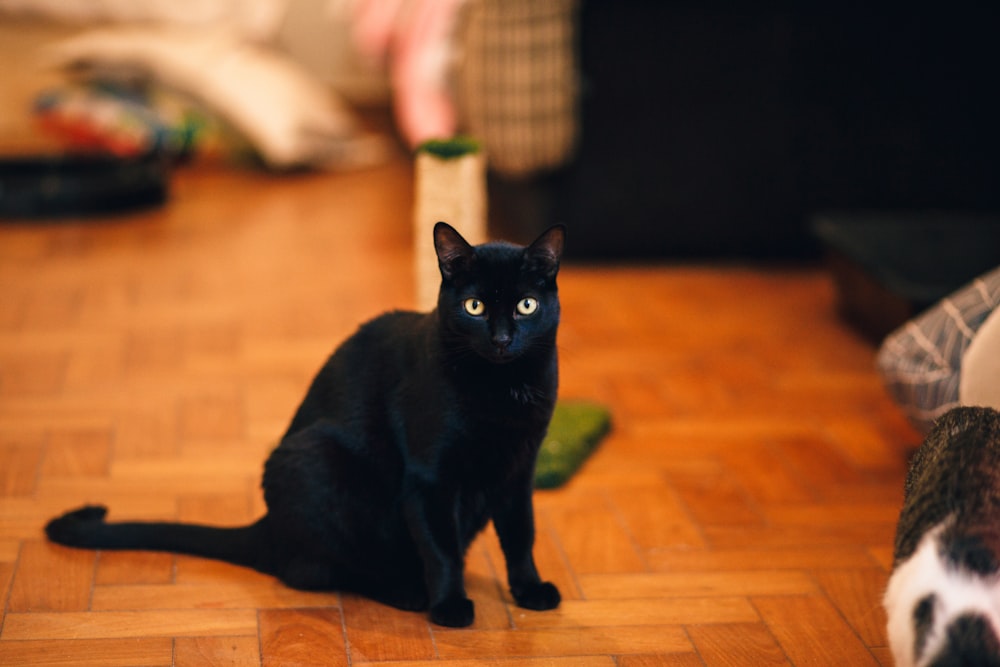 black cat on brown wooden floor