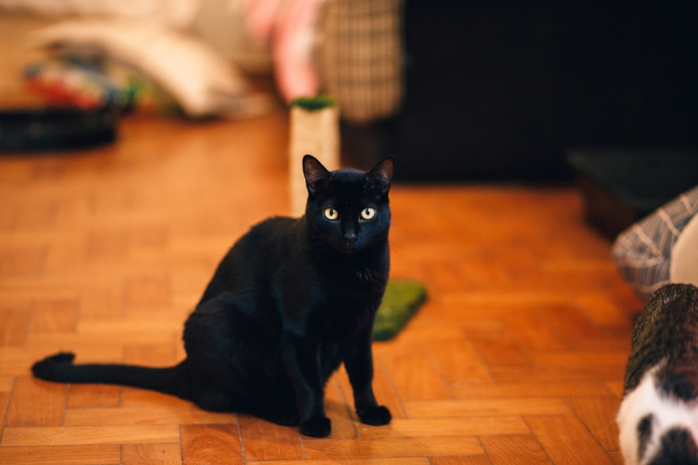 schwarze Katze auf braunem Holzboden