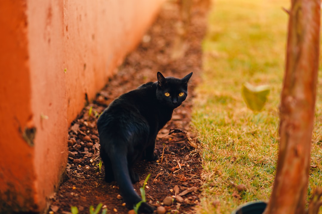 black cat on green grass field during daytime