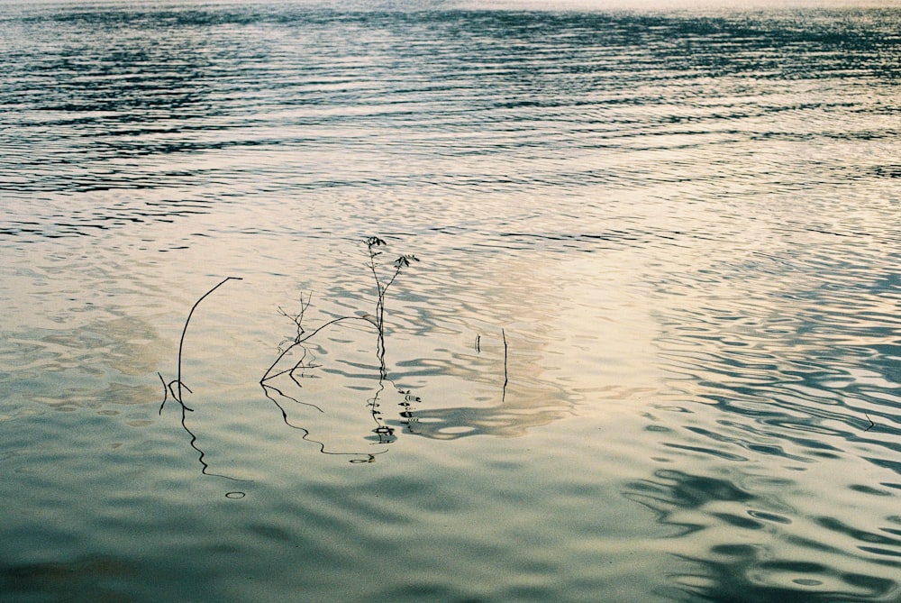 body of water during daytime