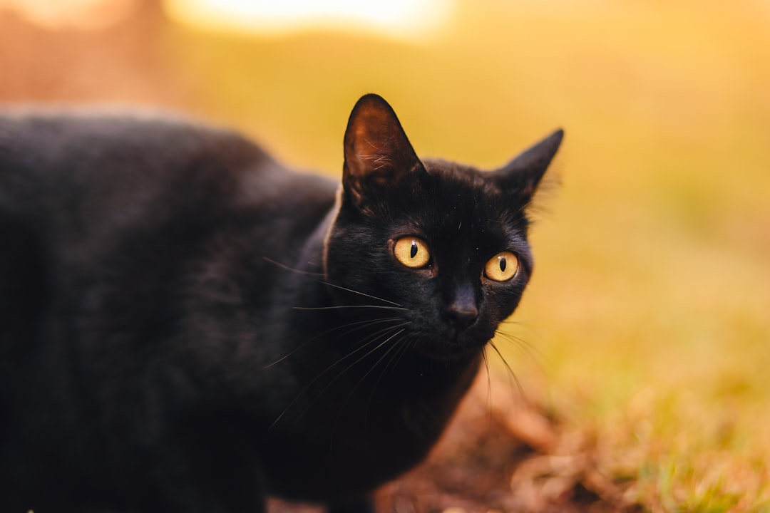 black cat on brown grass during daytime