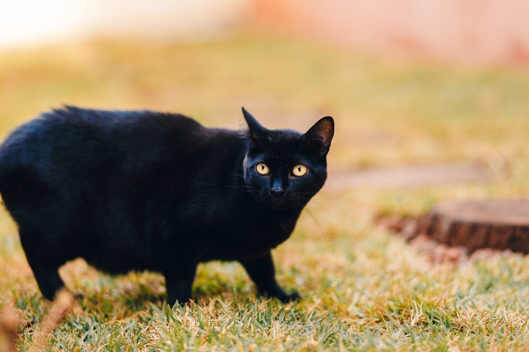 black cat on green grass during daytime