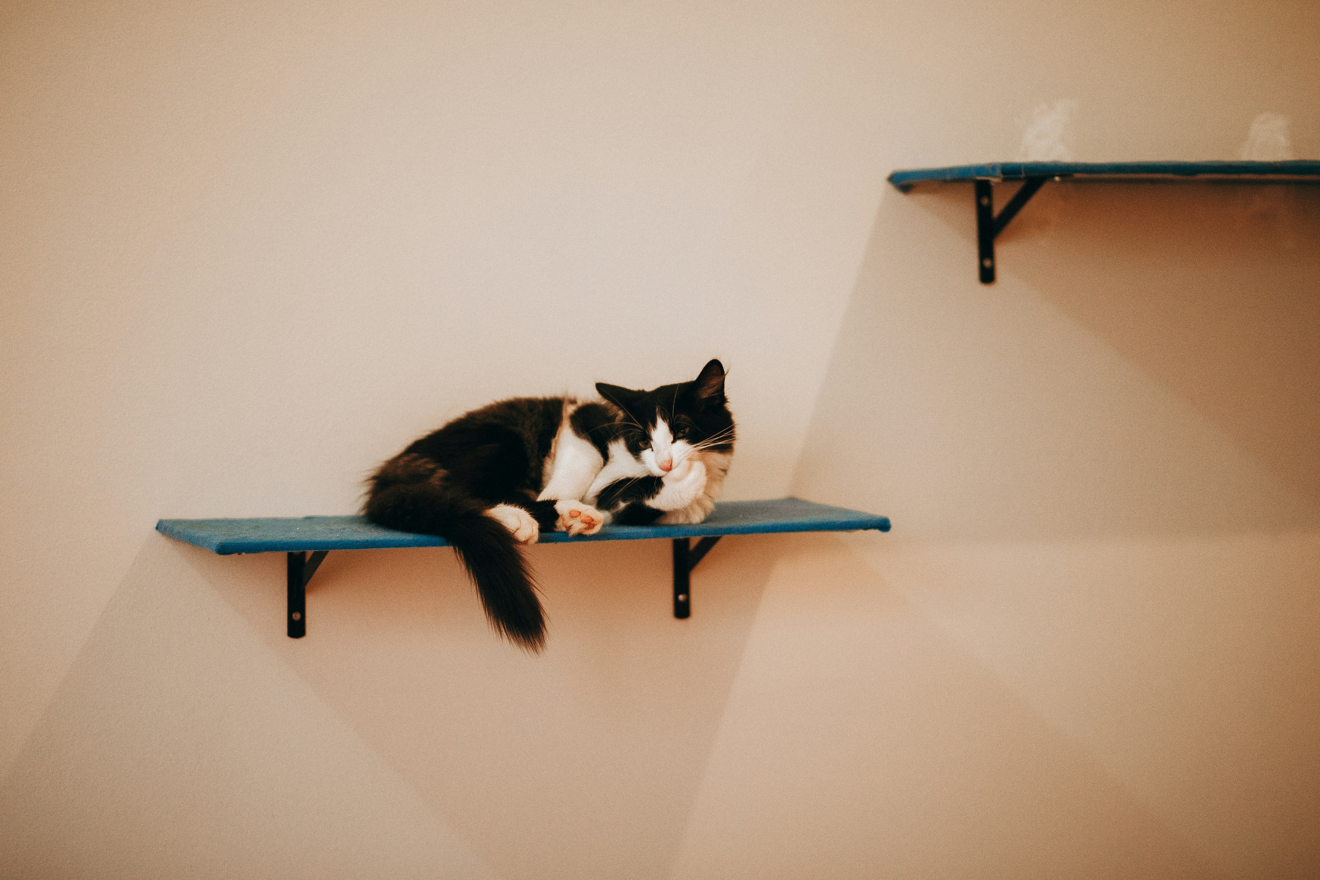 cat on high shelf
