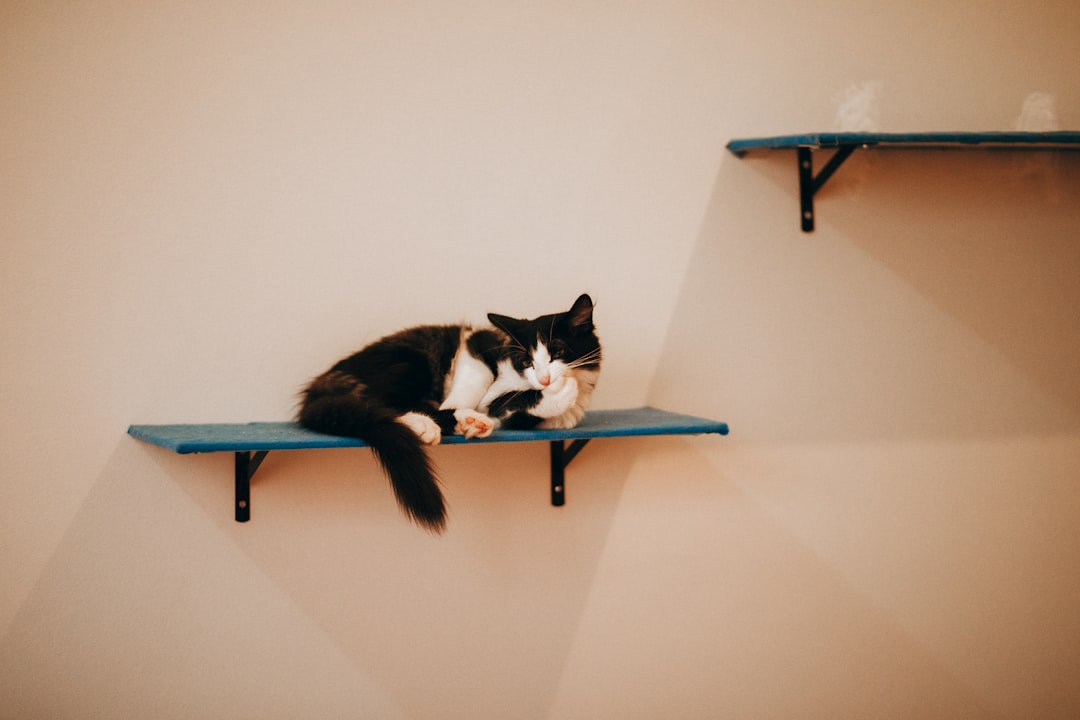 tuxedo cat lying on blue table